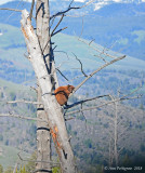 Sleeping Black Bear