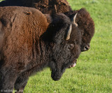 Two Bulls