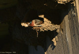 Cliff Swallow 