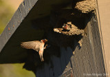 Cliff Swallow Bringing Mud to Mate on Nest
