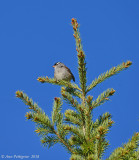 White-crowned Sparrow