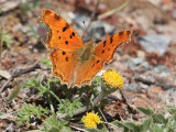Southern comma - Polygonia egea,