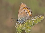 Amanda's blue - Polyommatus amandus (female )