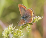 Amanda's blue - Polyommatus amandus (female )