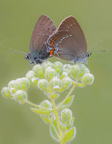 Sloe Hairstreak  - Satyrium acaciae. 