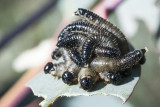 171010 99  Spitfire Caterpillar : Doratifera vulnerans. Australia .