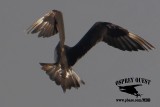 _X1D2447 Parasitic Jaeger 032617 tail.jpg