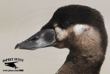 _X1D5837 Surf Scoter  052717.jpg