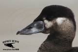 _X1D5881 Surf Scoter.jpg
