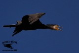 Great Cormorant July 15, 2017
