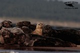 _M5A3208 Grey Seal.jpg