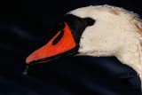 _X1D7855 Mute Swan.jpg