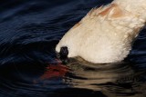 _X1D7882 Mute Swan.jpg