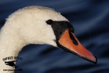 _X1D7963 Mute Swan.jpg