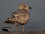 _46A5685 Iceland Gull.jpg