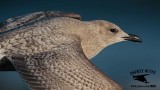 _46A5714 Iceland Gull.jpg