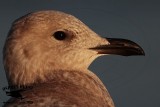 _46A6224 Iceland Gull.jpg