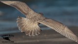 _46A5611 Iceland Gull.jpg