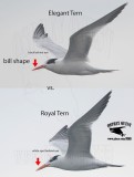 Elegant vs Royal Tern 120317.jpg
