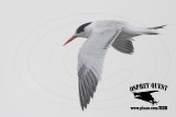 _46A7517 Elegant Tern.jpg
