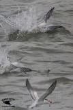 _46A8280-88 Royal Tern.jpg