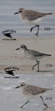 Black-bellied Plovers with alphanumeric flags - Texas