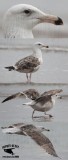 Great Black-backed Gull 031718.jpg