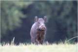 Sanglier - wildboar 7526.JPG