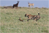 gupard en chasse - cheetah hunting a baby gazelle.JPG