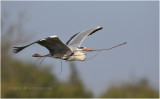 hron cendr - grey heron 4009.JPG