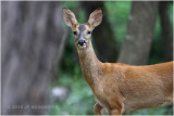 Chevreuil - Roe deer 4767.JPG