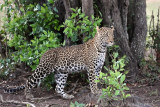 young leopard_0A7A1210.JPG