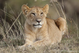 lionceau - lion cub_6F5A5400.JPG