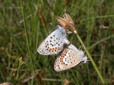 Plebejus argus