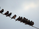 some magic moments in birding
