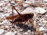 insects