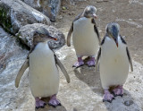 Yellow-eyed Penguins