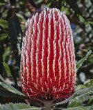 Banksia Menziesii