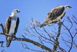 Osprey Pair