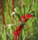West Australian Kangaroo's Paw