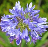 Agapanthus bloom.