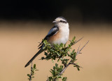 Masked Shrike