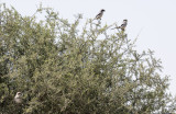 Great-gray Shrike