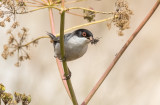 Sardinian Warbler