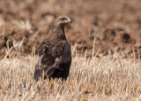 Lesser Spotted Eagle 