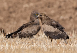 Lesser Spotted Eagle + Short Toed Eagle