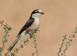 Masked Shrike