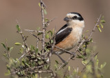 Masked Shrike