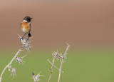 Stonechat