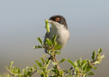 Sardinian Warbler